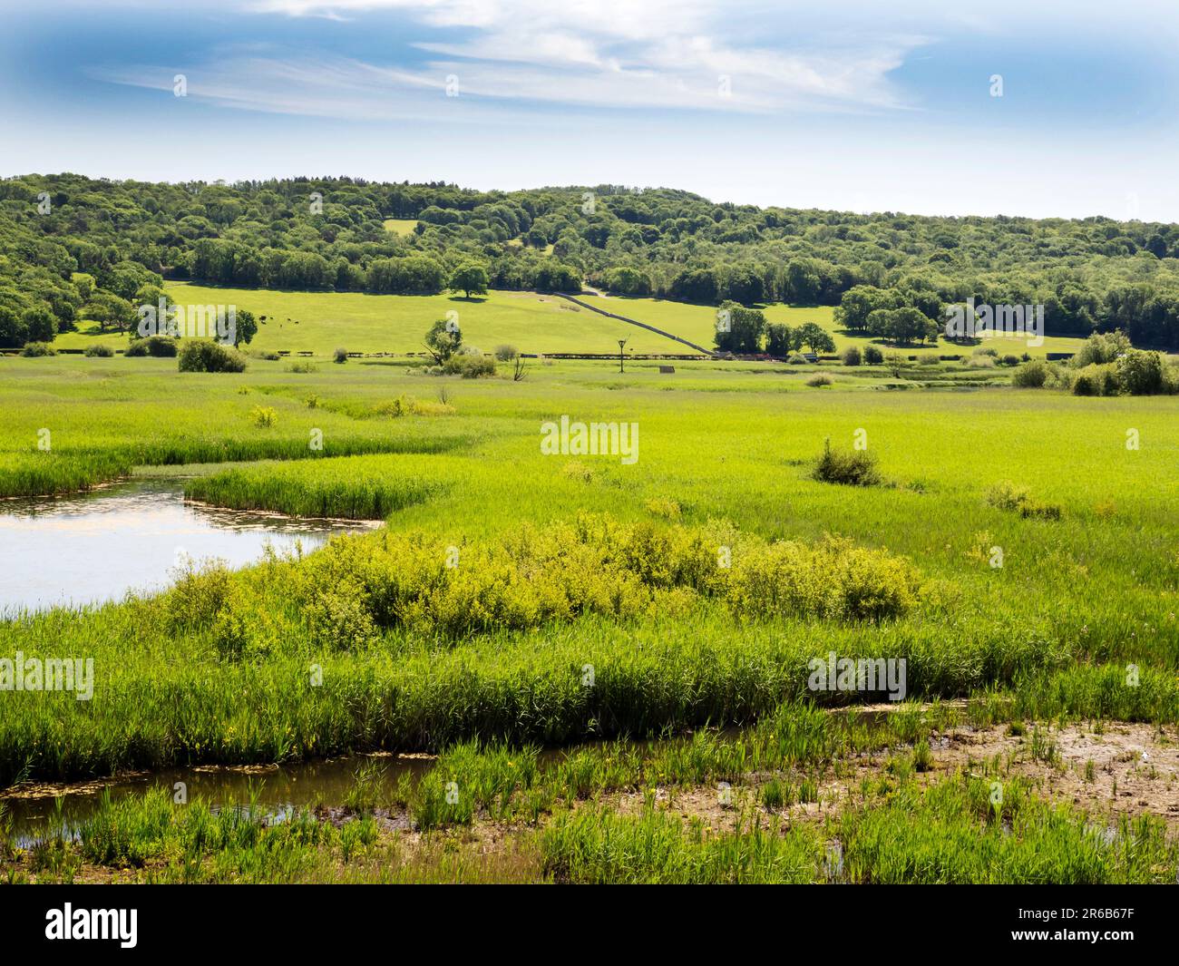 Riserva Leighton Moss RSPB nei pressi di Silverdale, Lancashire, Regno Unito. Foto Stock