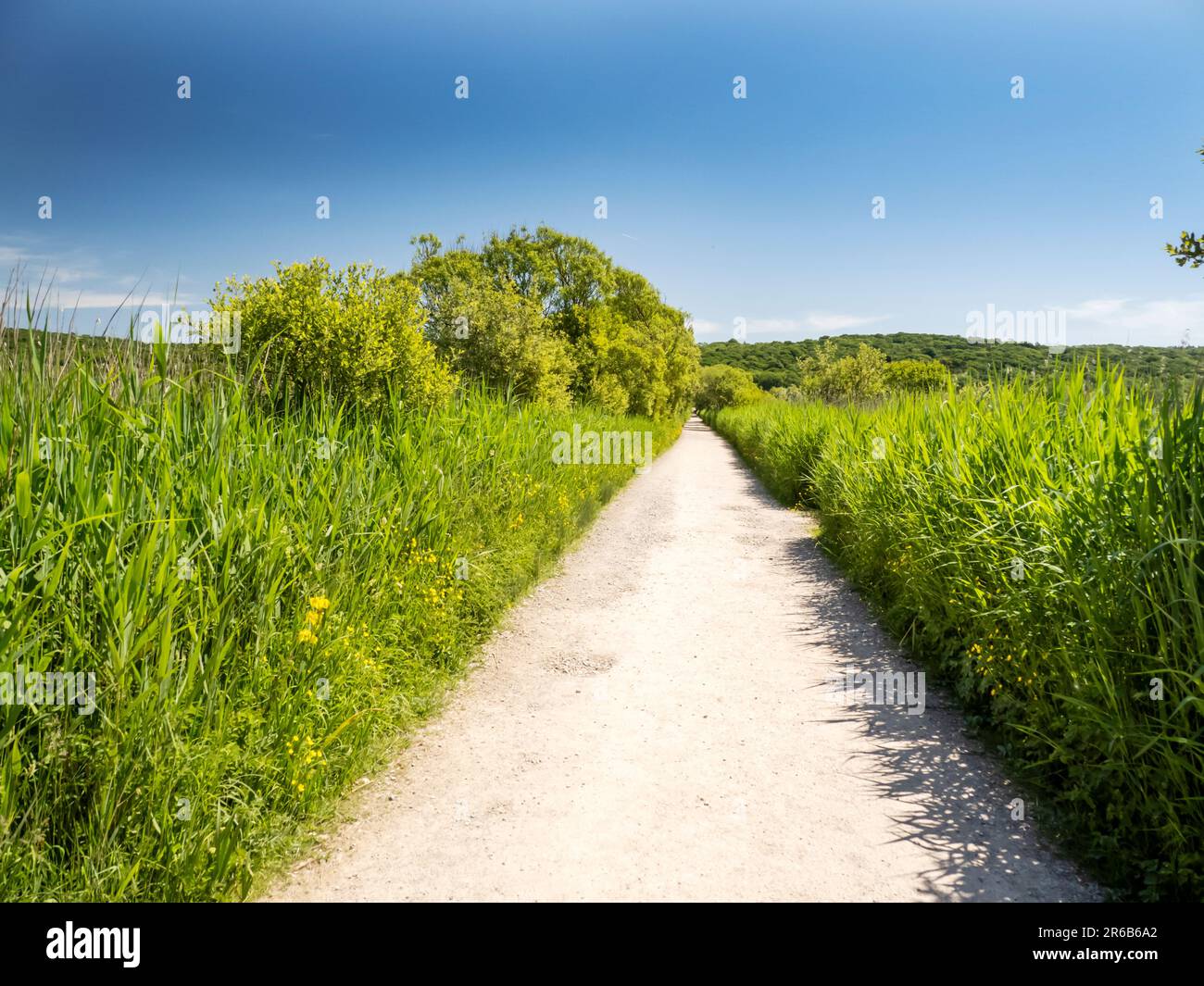 Riserva Leighton Moss RSPB nei pressi di Silverdale, Lancashire, Regno Unito. Foto Stock