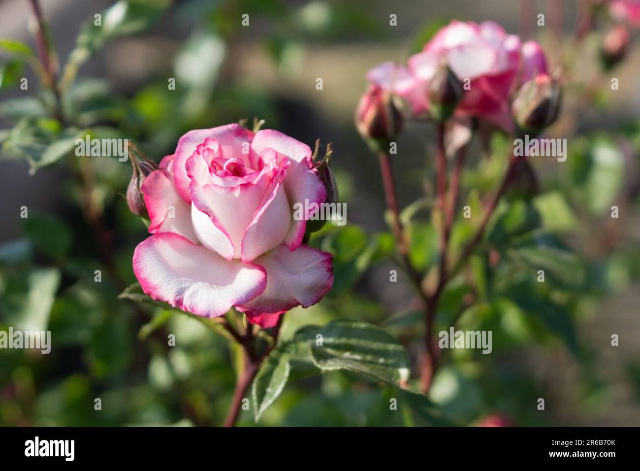 Rosa arrampicata rosa nel letto da giardino. Giardinaggio, floricoltura. Foto Stock