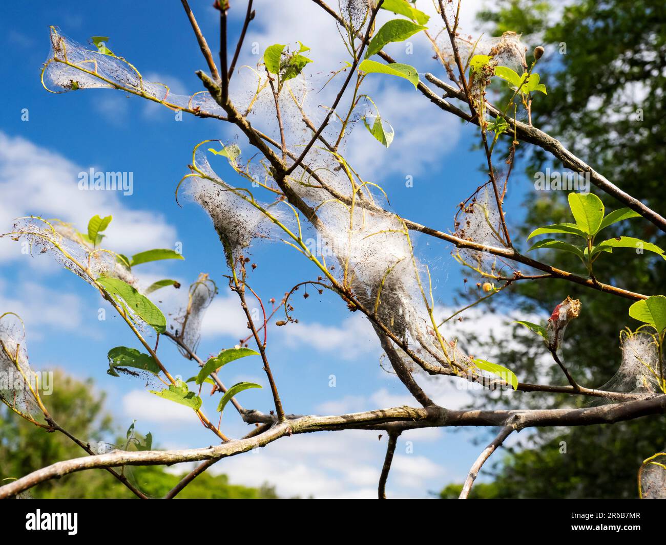 I pilastri della ciliegia degli uccelli Ermine Yponomeuta evonymoella mangiare tutte le foglie di un albero di ciliegia degli uccelli ad Ambleside, Lake District, UK. Foto Stock