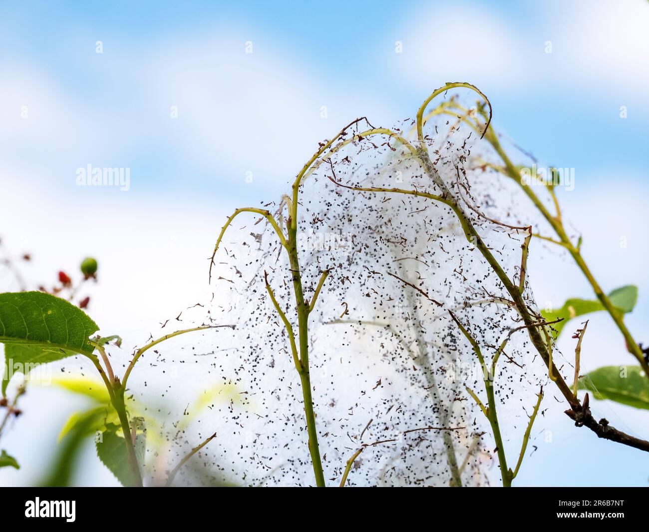 I pilastri della ciliegia degli uccelli Ermine Yponomeuta evonymoella mangiare tutte le foglie di un albero di ciliegia degli uccelli ad Ambleside, Lake District, UK. Foto Stock