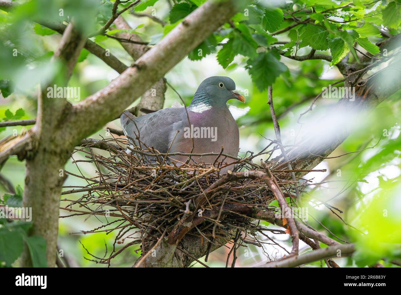 Vista frontale chiara di un uccello selvatico, comune di piccione di legno (Columba Palumbus) seduto isolato nel suo nido in UK Tree. Foto Stock