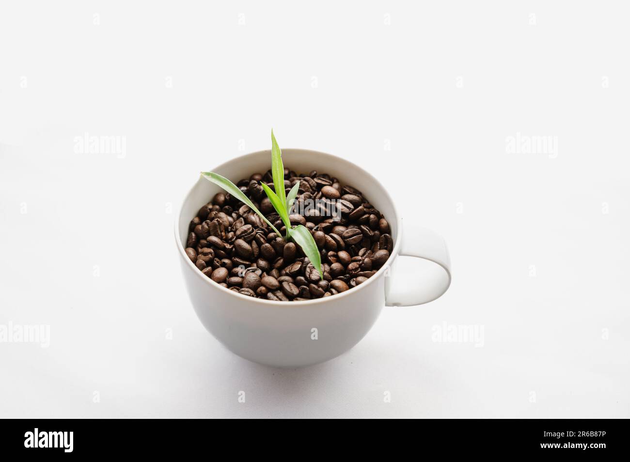 La coltivazione del caffè Foto Stock