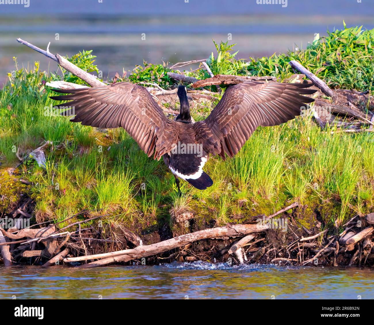 Canada Geese arrampicata su un castoro Lodge con ali sparse di ritorno al nido per un luogo sicuro per incubare le sue uova e godere del suo ambiente. Foto Stock