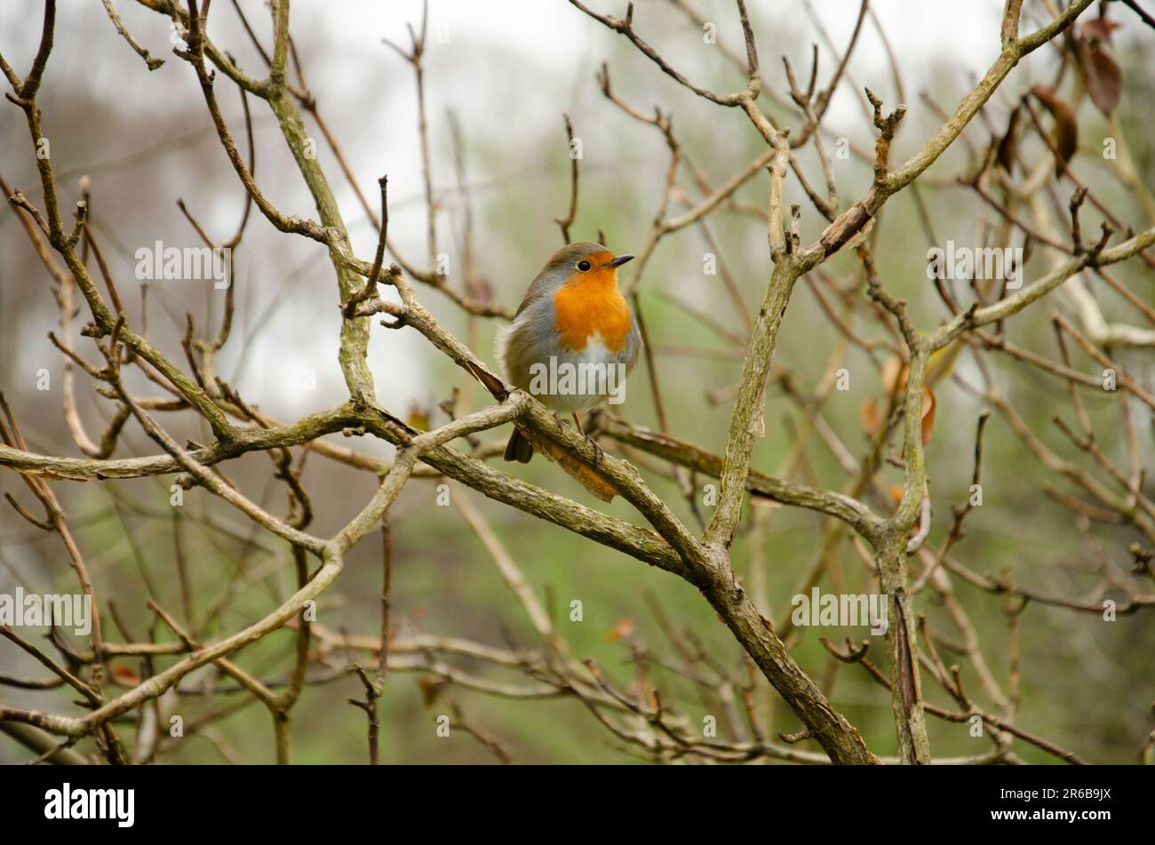Robin Redbreast seduto su un ramo accanto al fiume Lagan County in basso Irlanda del Nord Foto Stock