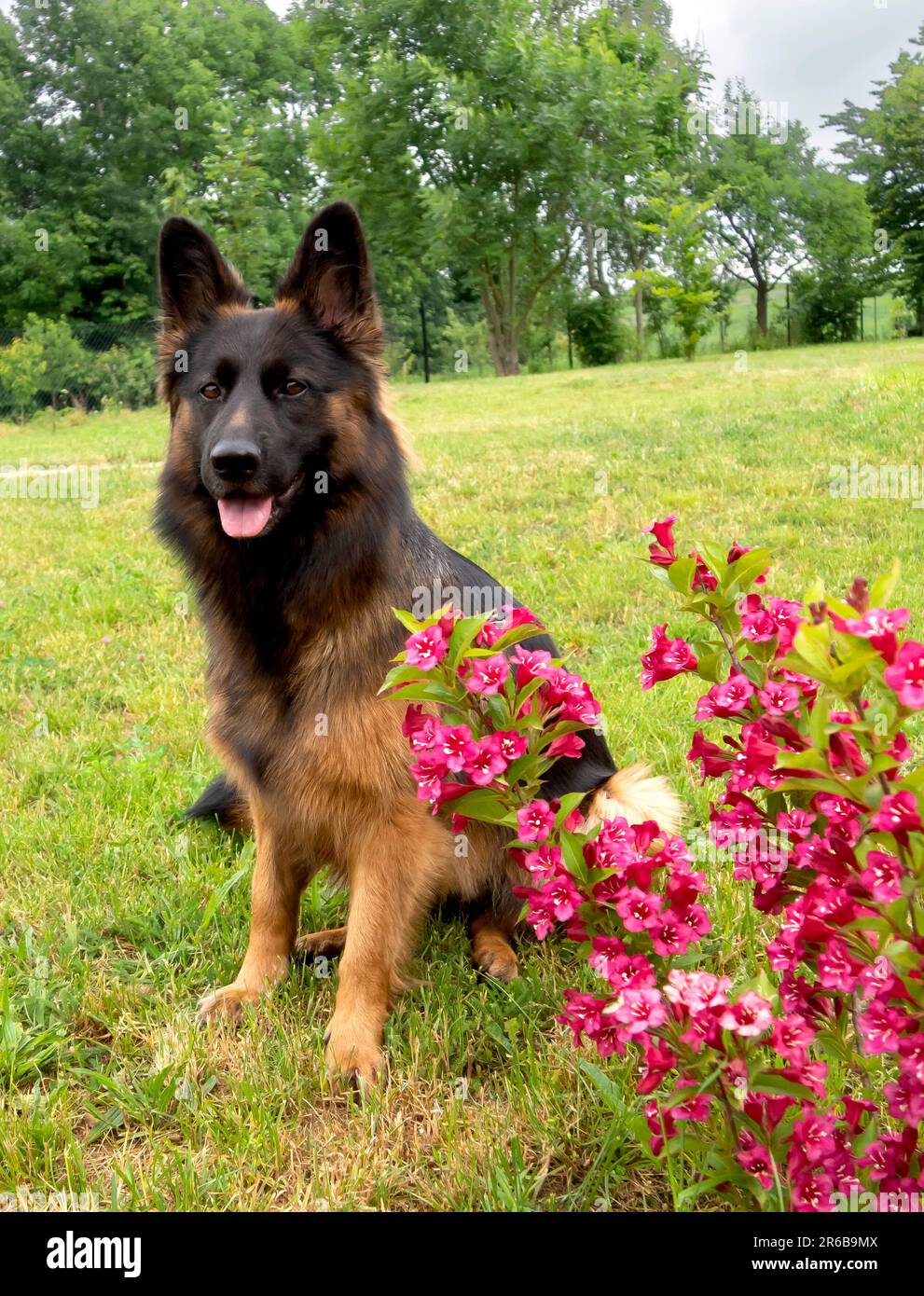 Ritratto di Shephert tedesco sull'erba nel giardino Foto Stock
