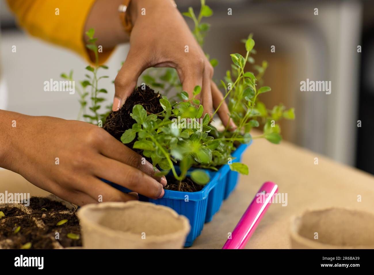 Mani di donna biraciale che repiantano piantine da vassoio di semi di plastica sul piano di lavoro Foto Stock