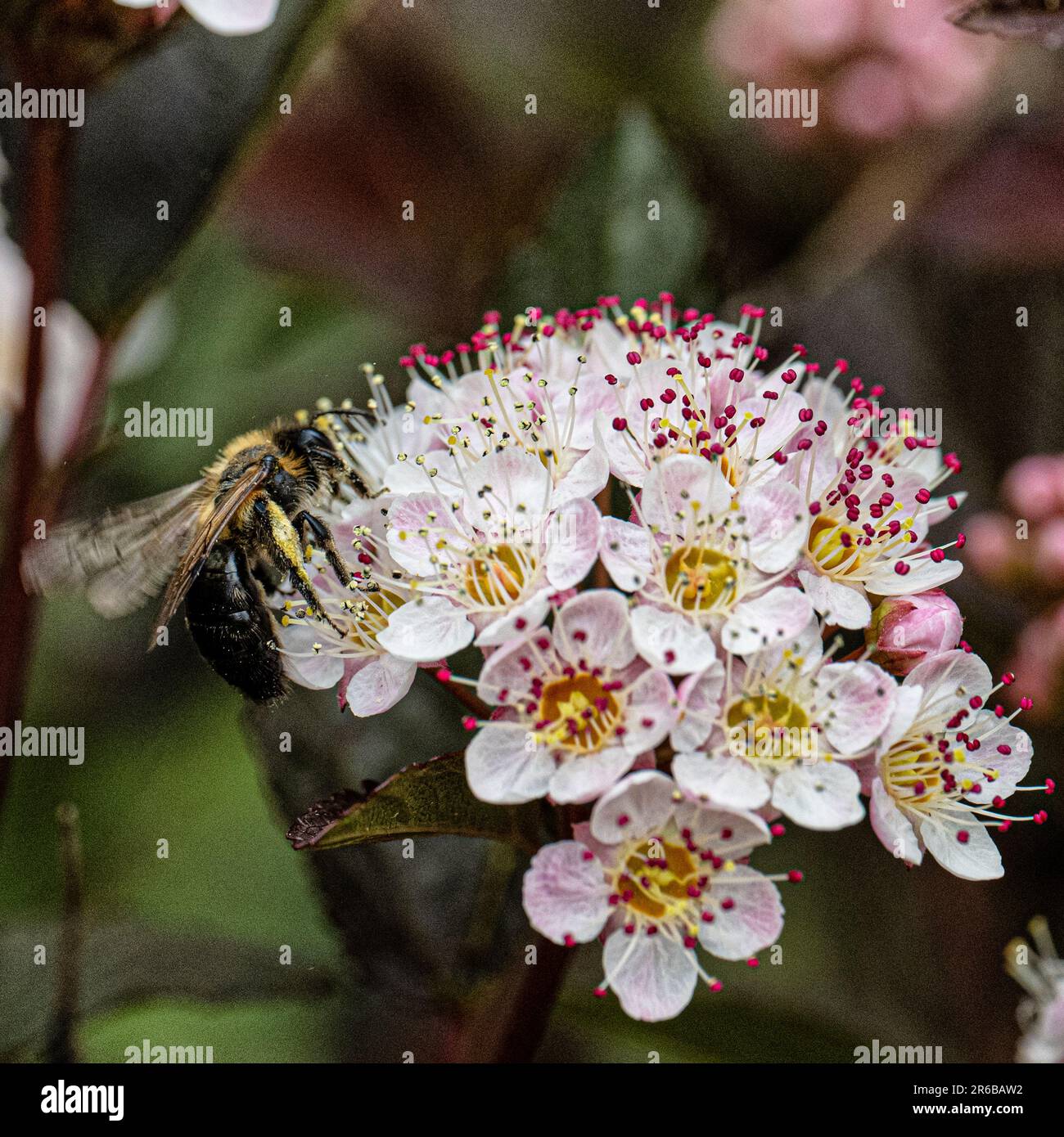 Ape su un fiore, coperto di polline Foto Stock