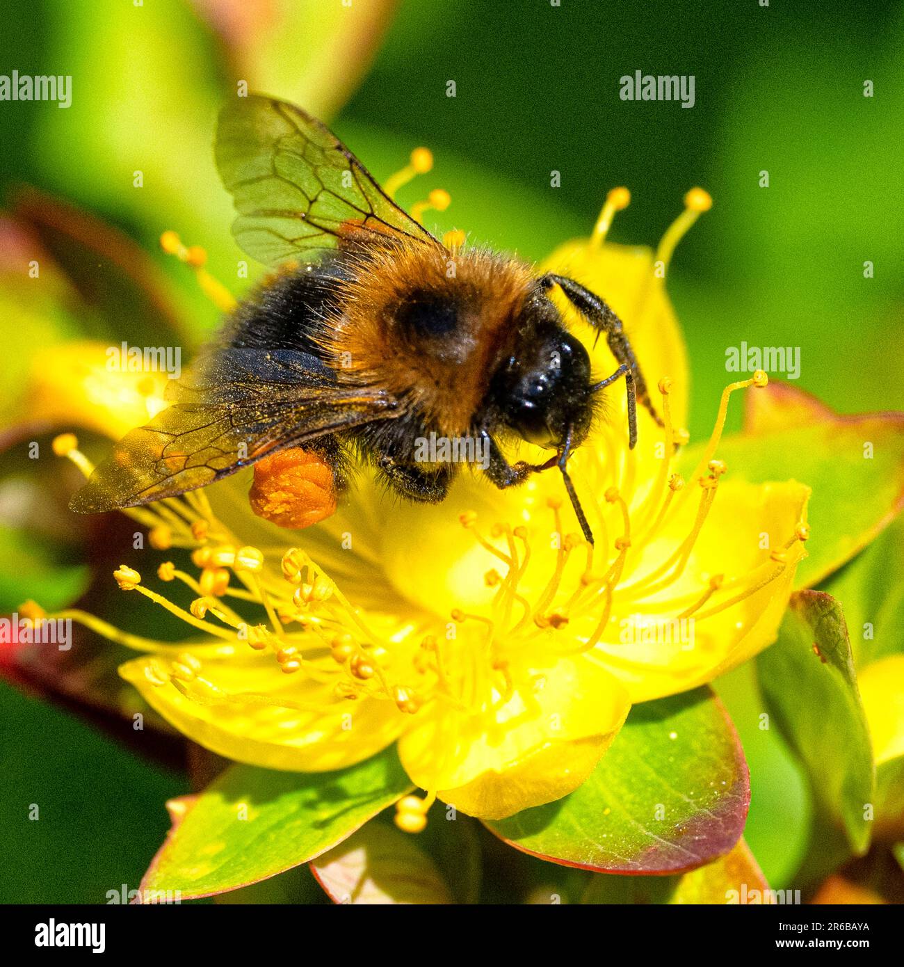 Ape su un fiore, coperto di polline Foto Stock