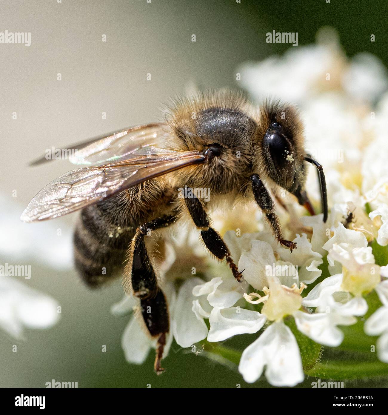 Ape su un fiore, coperto di polline Foto Stock