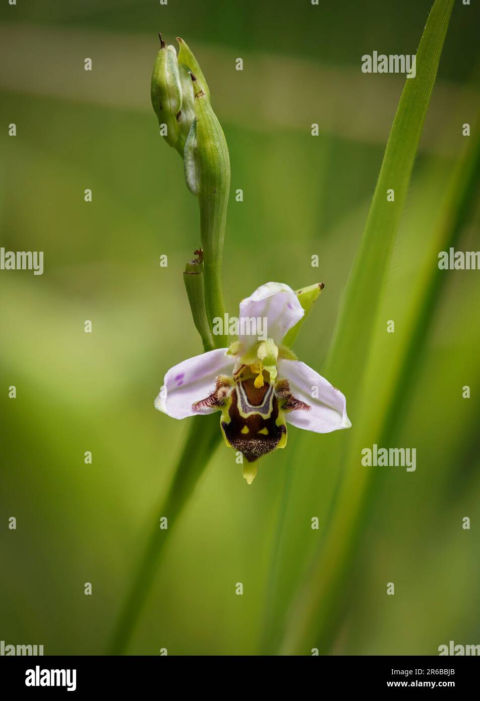 Orchidea delle api, apifera delle orchidee selvatiche in Andalusia, Spagna. Foto Stock