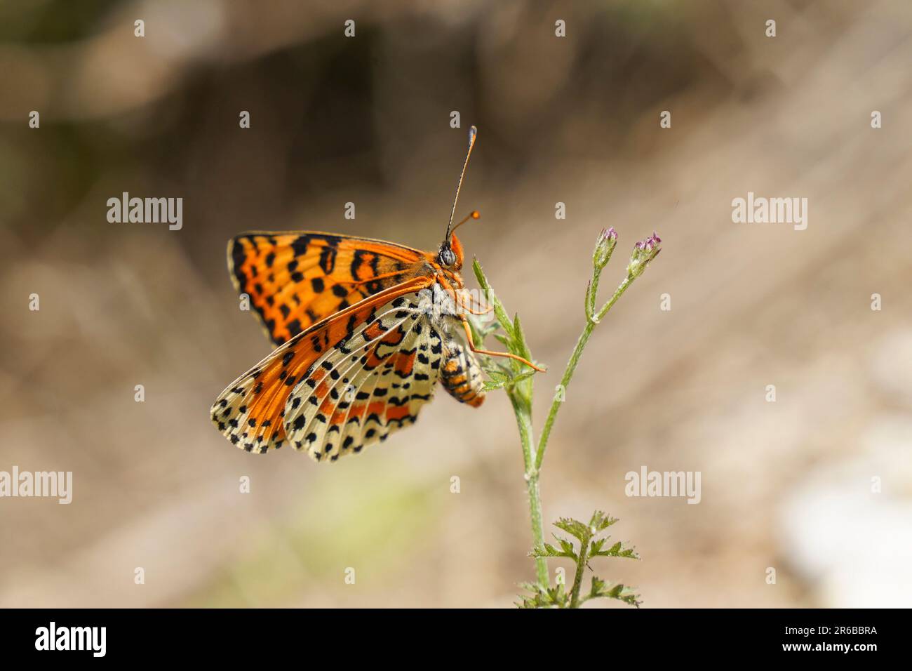 Raro fritillario spottato, Melitaea dipyma, farfalla, Andalusia, Spagna. Foto Stock