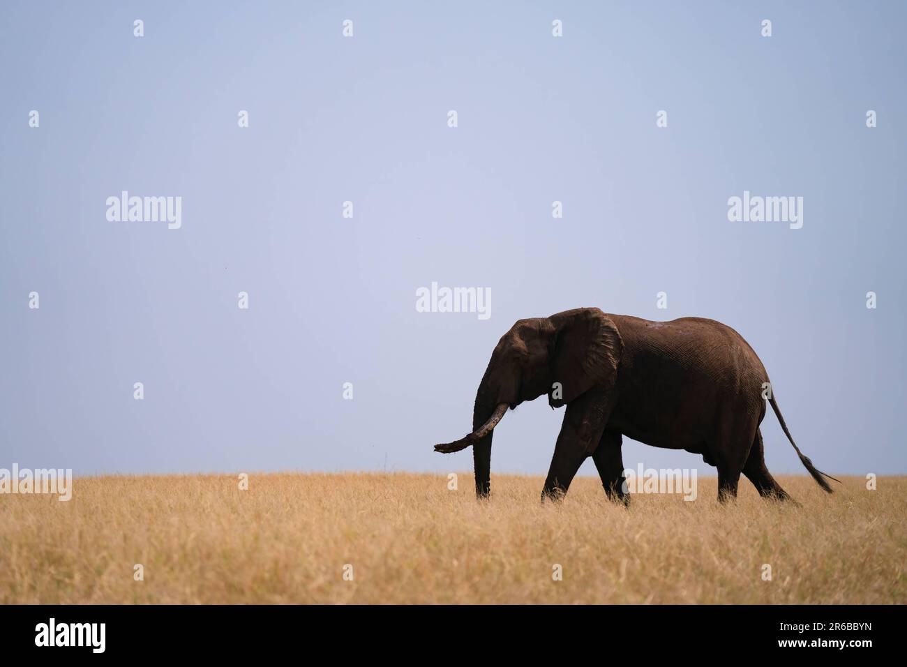 Il fiume attrae tanta vita. Parco Nazionale di Matusadona, Zimbabwe: QUESTE FOTO MOZZAFIATO mostrano un lago artificiale brulicante di vita come animali da pascolo e. Foto Stock