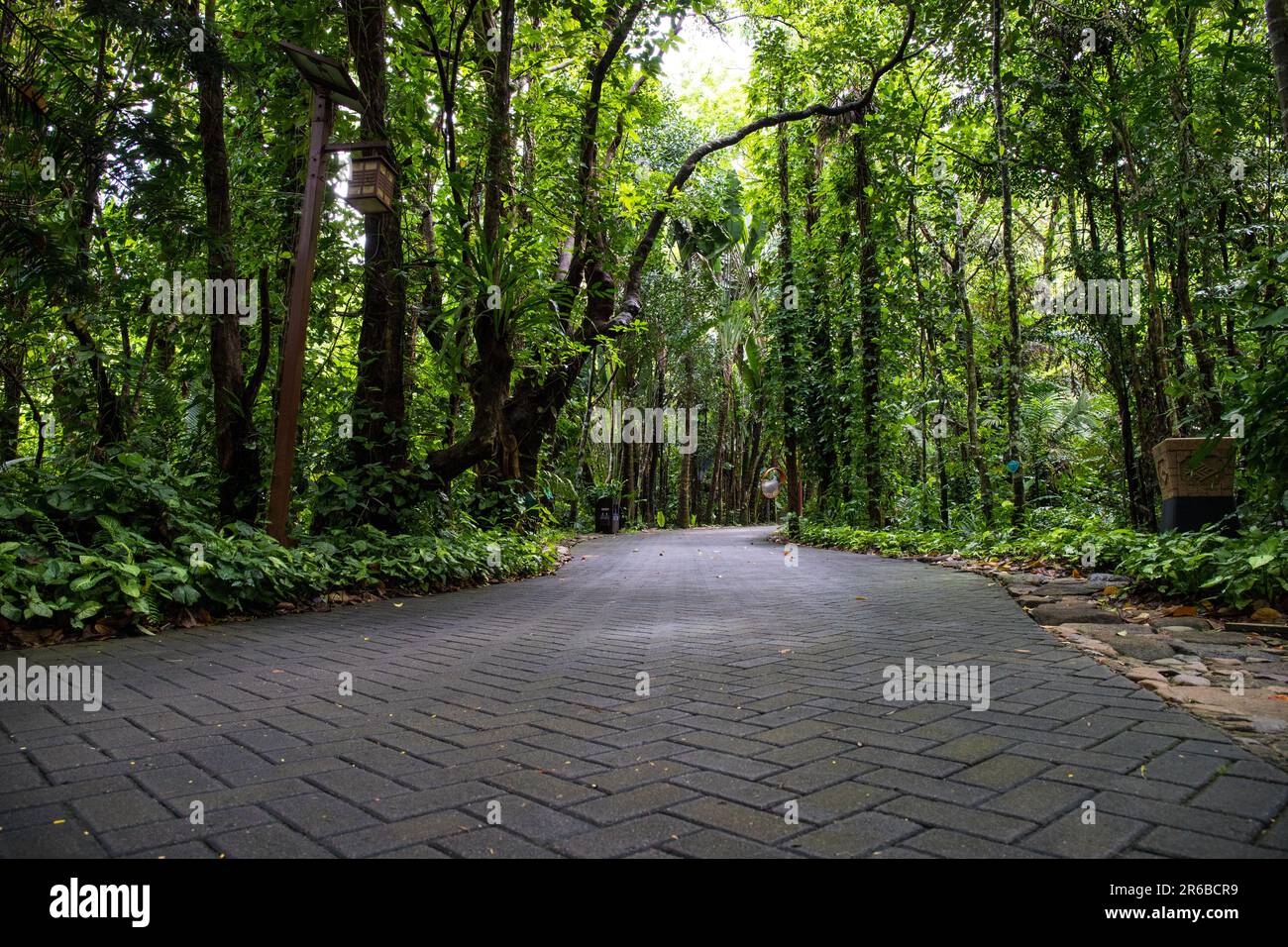 Escursione di prima mattina in una foresta pluviale Foto Stock