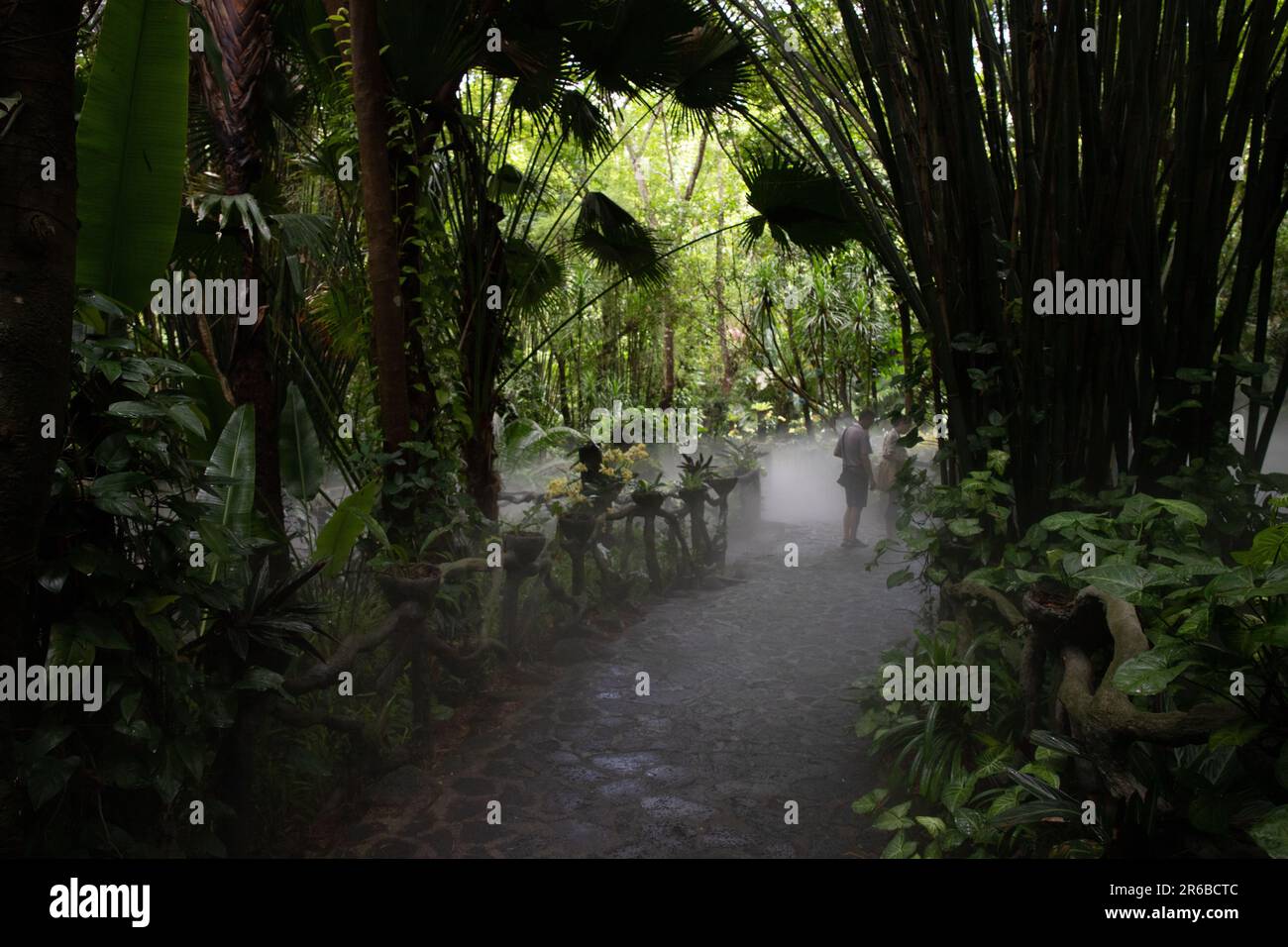 Escursione di prima mattina in una foresta pluviale Foto Stock