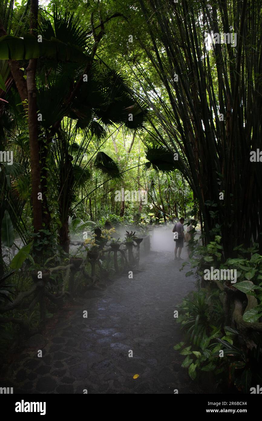 Escursione di prima mattina in una foresta pluviale Foto Stock