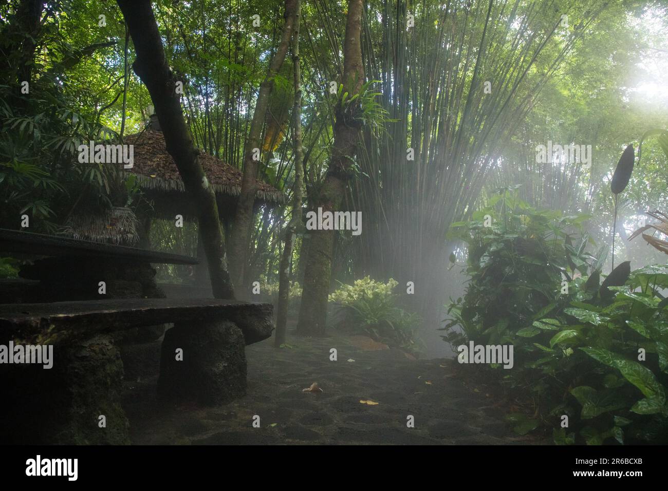 Escursione di prima mattina in una foresta pluviale Foto Stock