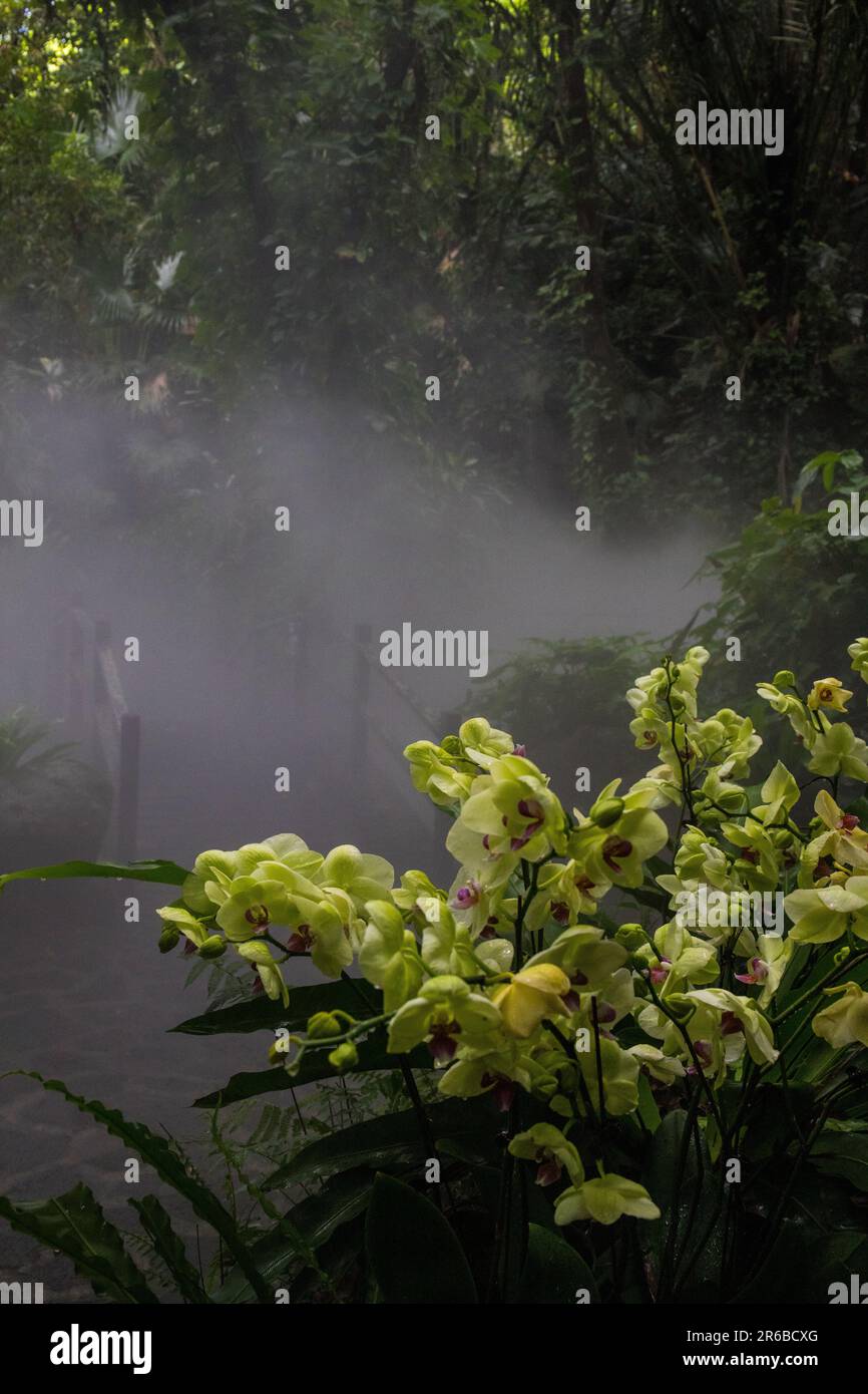 Escursione di prima mattina in una foresta pluviale Foto Stock