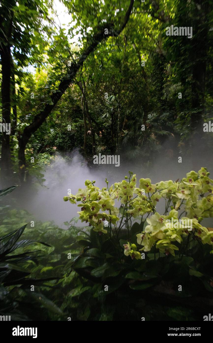 Escursione di prima mattina in una foresta pluviale Foto Stock