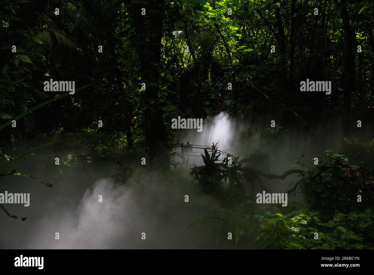 Escursione di prima mattina in una foresta pluviale Foto Stock