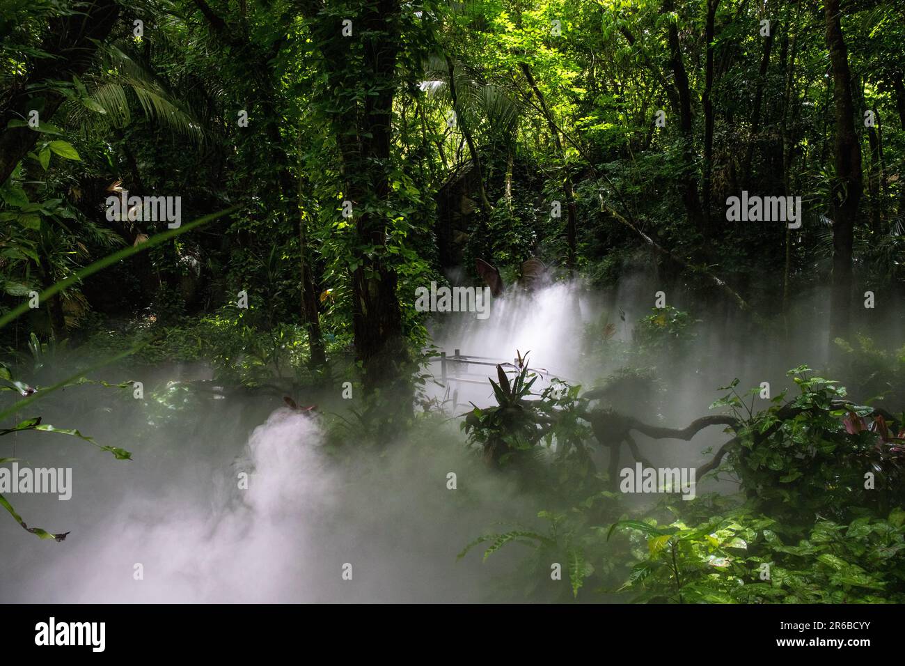 Escursione di prima mattina in una foresta pluviale Foto Stock