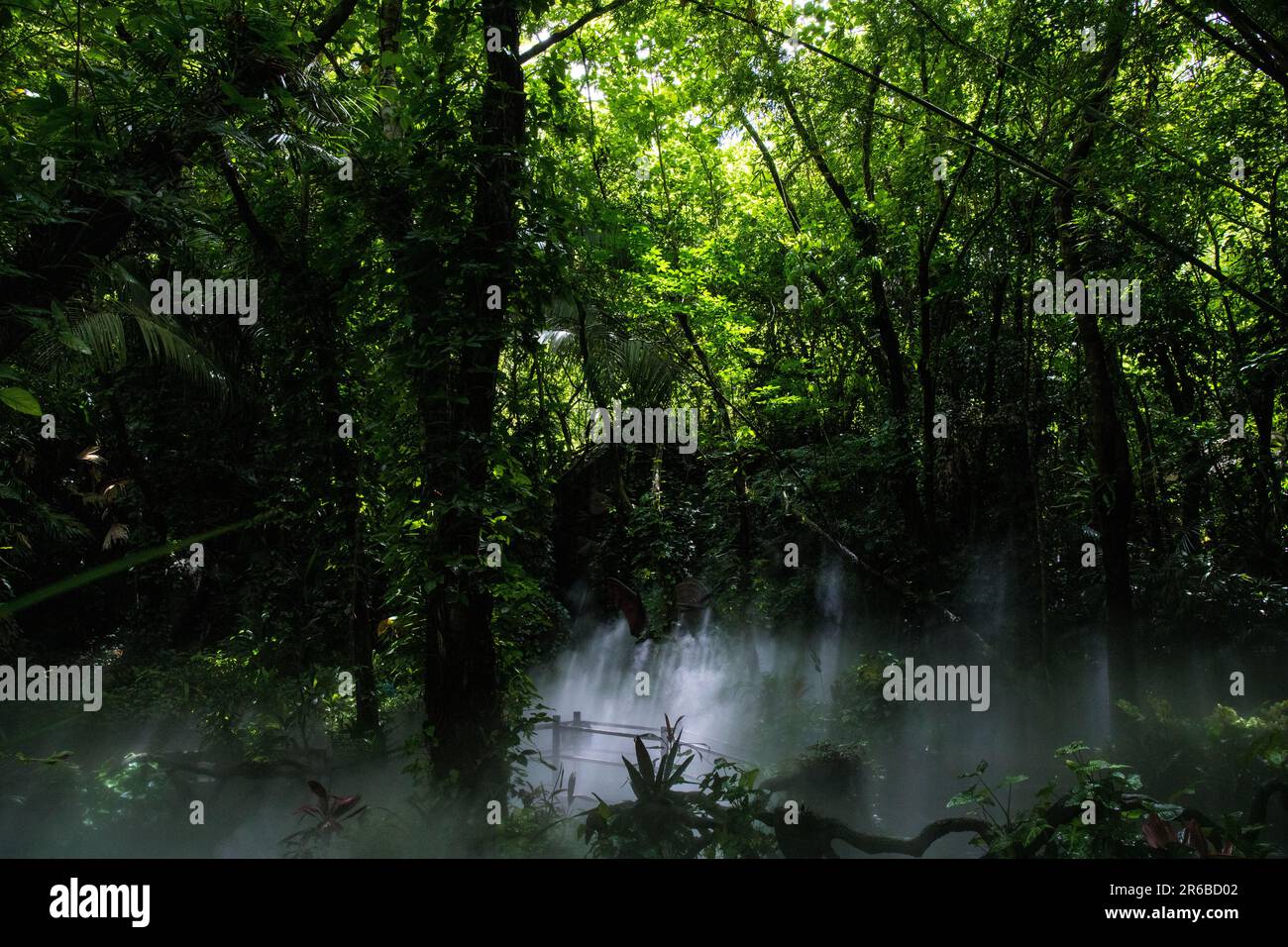 Escursione di prima mattina in una foresta pluviale Foto Stock