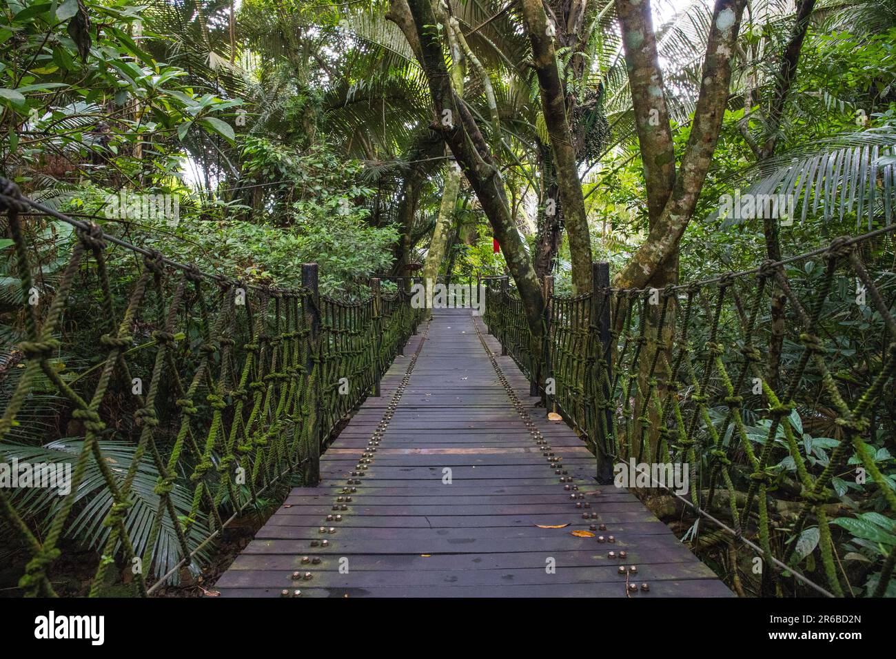 Escursione di prima mattina in una foresta pluviale Foto Stock