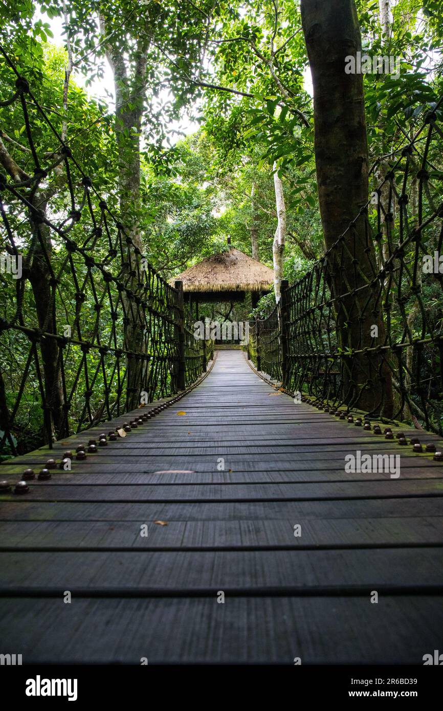 Escursione di prima mattina in una foresta pluviale Foto Stock