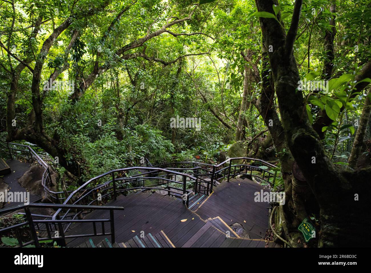 Escursione di prima mattina in una foresta pluviale Foto Stock