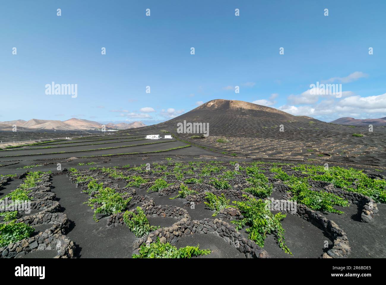 Un'immagine paesaggistica che si affaccia sui fertili vigneti dell'isola vulcanica di Lanzarote. Foto Stock