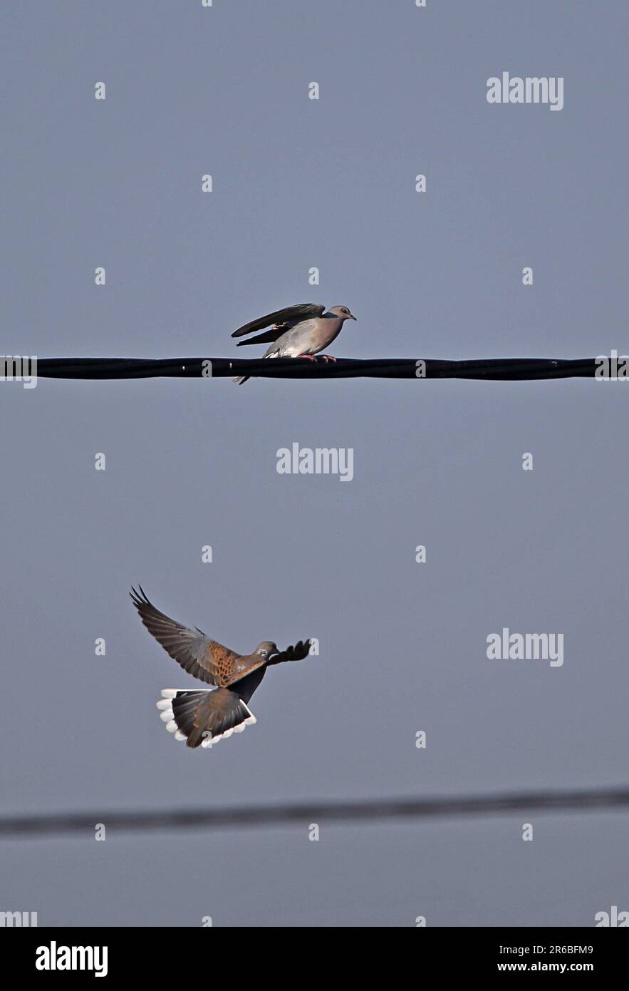 Disputa territoriale europea della tartaruga (Streptopelia turtur), due maschi che combattono Eccles-on-Sea, Norfolk Maggio Foto Stock