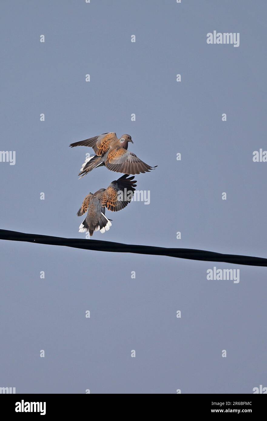 Disputa territoriale europea della tartaruga (Streptopelia turtur), due maschi che combattono Eccles-on-Sea, Norfolk Maggio Foto Stock