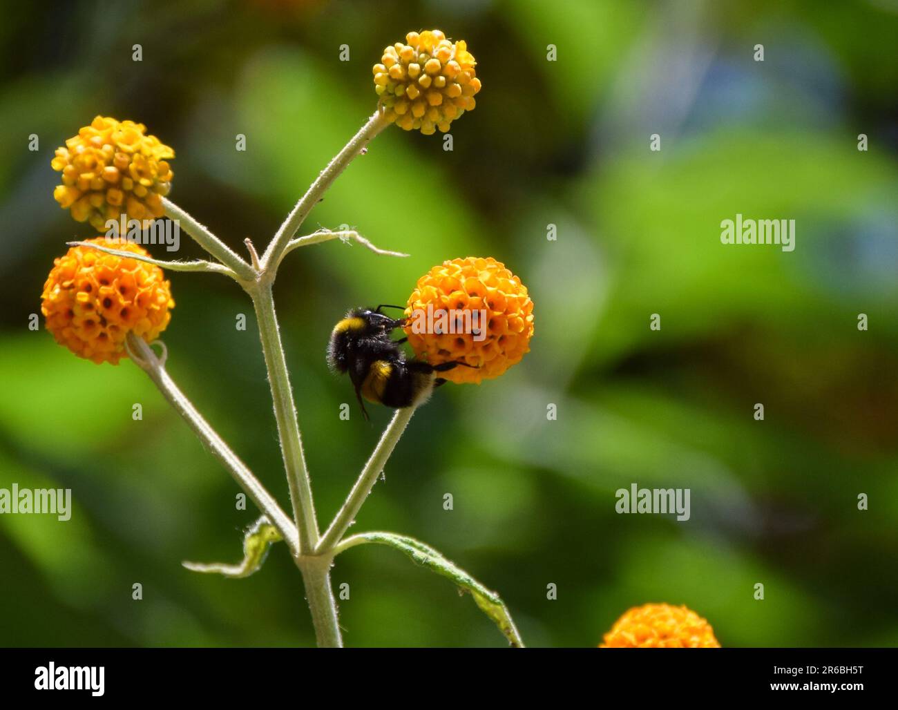 Londra, Inghilterra, Regno Unito. 8th giugno, 2023. Un bumblebee impollinare un fiore di albero di palla arancione (Credit Image: © Vuk Valcic/ZUMA Press Wire) SOLO PER USO EDITORIALE! Non per USO commerciale! Foto Stock