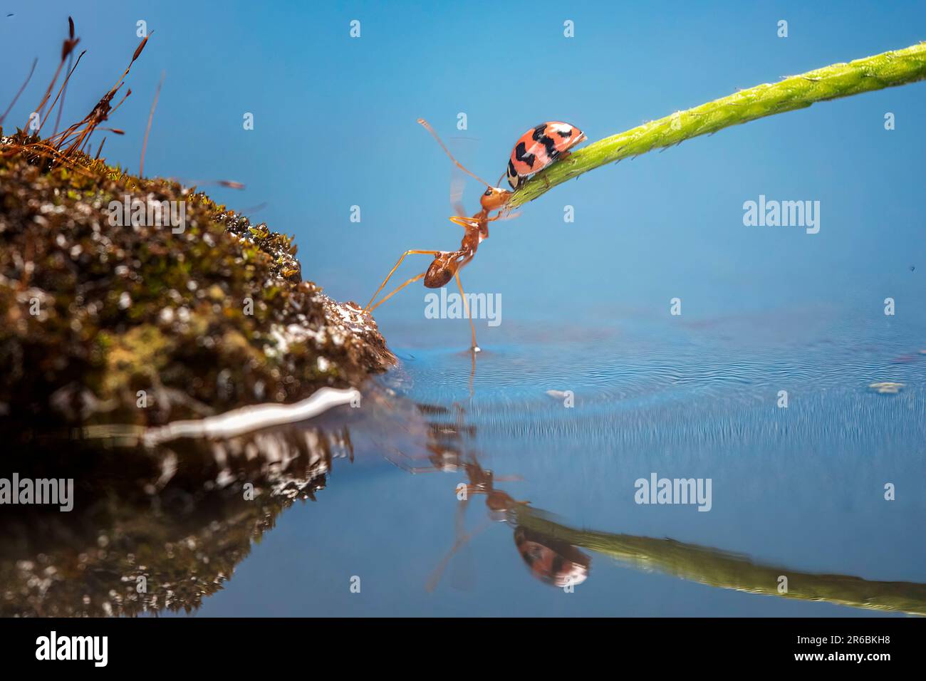 Queste formiche impilano il piede in trionfo. West Java, Indonesia: QUESTE FORMICHE ACROBATICHE eseguono trucchi per un fortunato fotografo mentre lavorano insieme Foto Stock