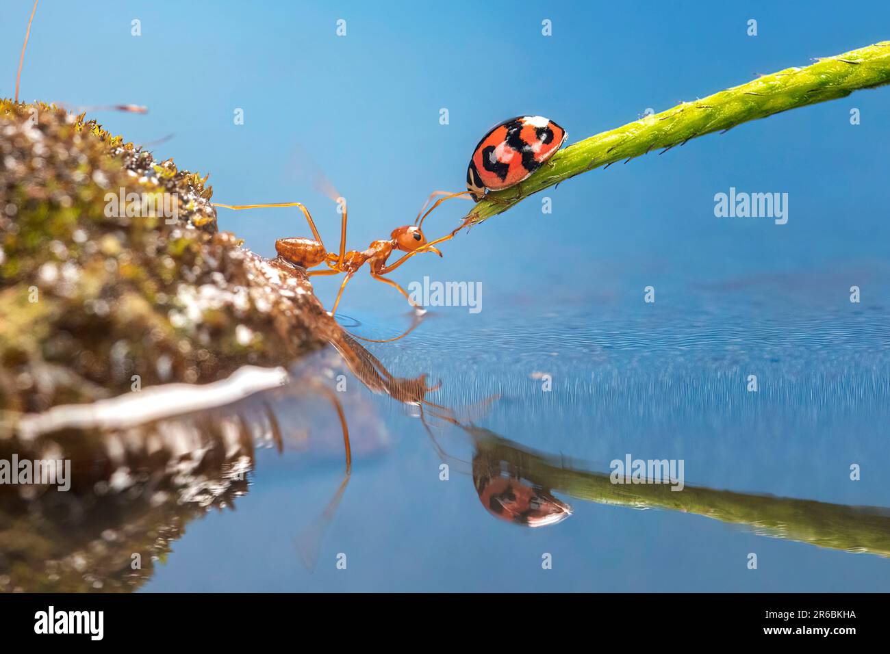 Queste formiche impilano il piede in trionfo. West Java, Indonesia: QUESTE FORMICHE ACROBATICHE eseguono trucchi per un fortunato fotografo mentre lavorano insieme Foto Stock