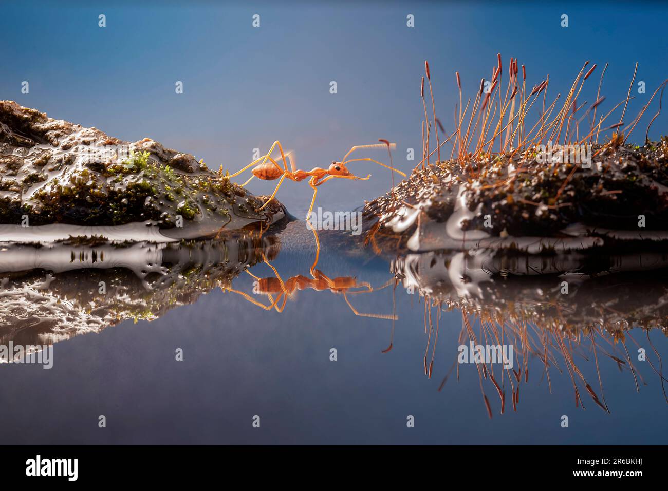 Queste formiche impilano il piede in trionfo. West Java, Indonesia: QUESTE FORMICHE ACROBATICHE eseguono trucchi per un fortunato fotografo mentre lavorano insieme Foto Stock