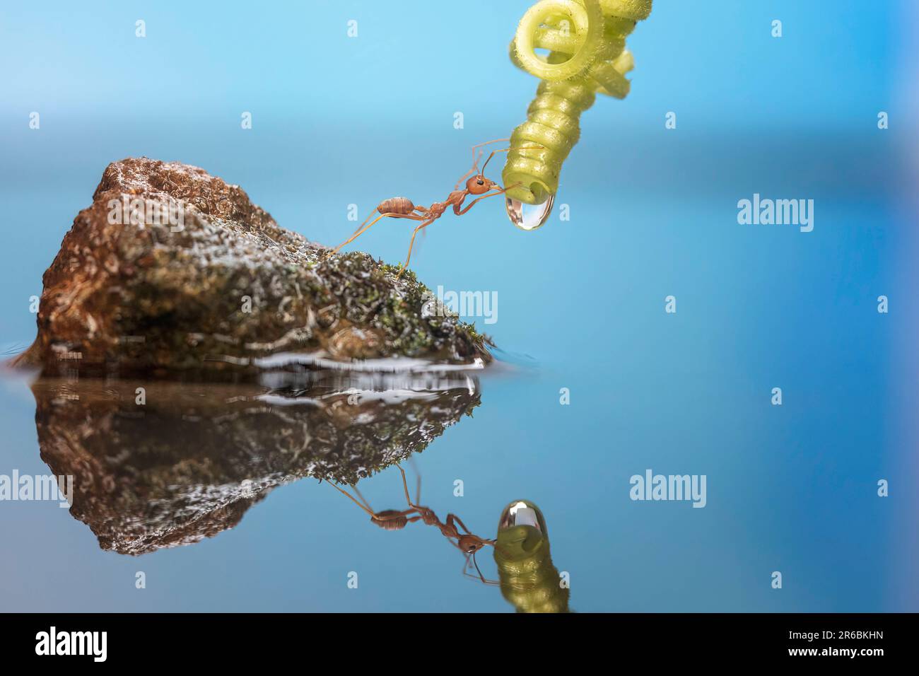 Queste formiche impilano il piede in trionfo. West Java, Indonesia: QUESTE FORMICHE ACROBATICHE eseguono trucchi per un fortunato fotografo mentre lavorano insieme Foto Stock