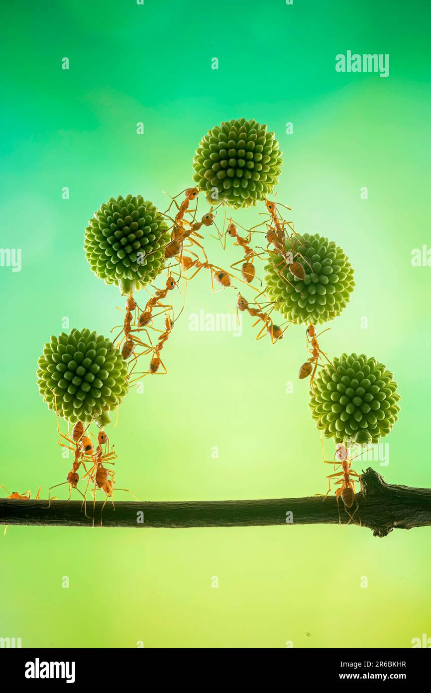 Queste formiche impilano il piede in trionfo. West Java, Indonesia: QUESTE FORMICHE ACROBATICHE eseguono trucchi per un fortunato fotografo mentre lavorano insieme Foto Stock