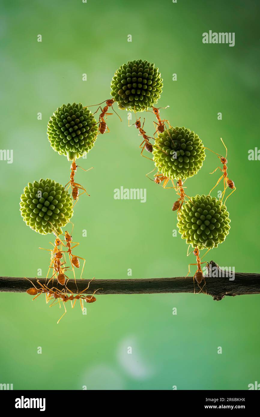 Queste formiche impilano il piede in trionfo. West Java, Indonesia: QUESTE FORMICHE ACROBATICHE eseguono trucchi per un fortunato fotografo mentre lavorano insieme Foto Stock