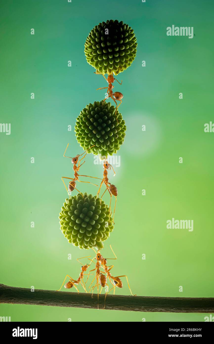 Queste formiche impilano il piede in trionfo. West Java, Indonesia: QUESTE FORMICHE ACROBATICHE eseguono trucchi per un fortunato fotografo mentre lavorano insieme Foto Stock