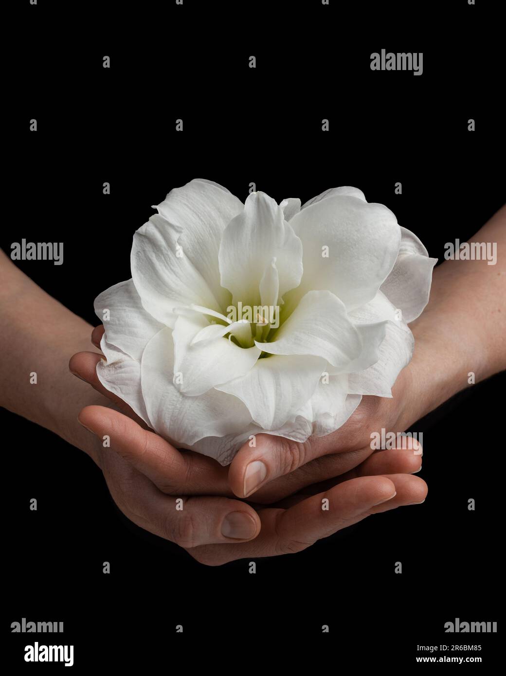 mani tenendo bianco fiore fragile su sfondo nero, cura amore tenerezza concetto di sensibilità Foto Stock