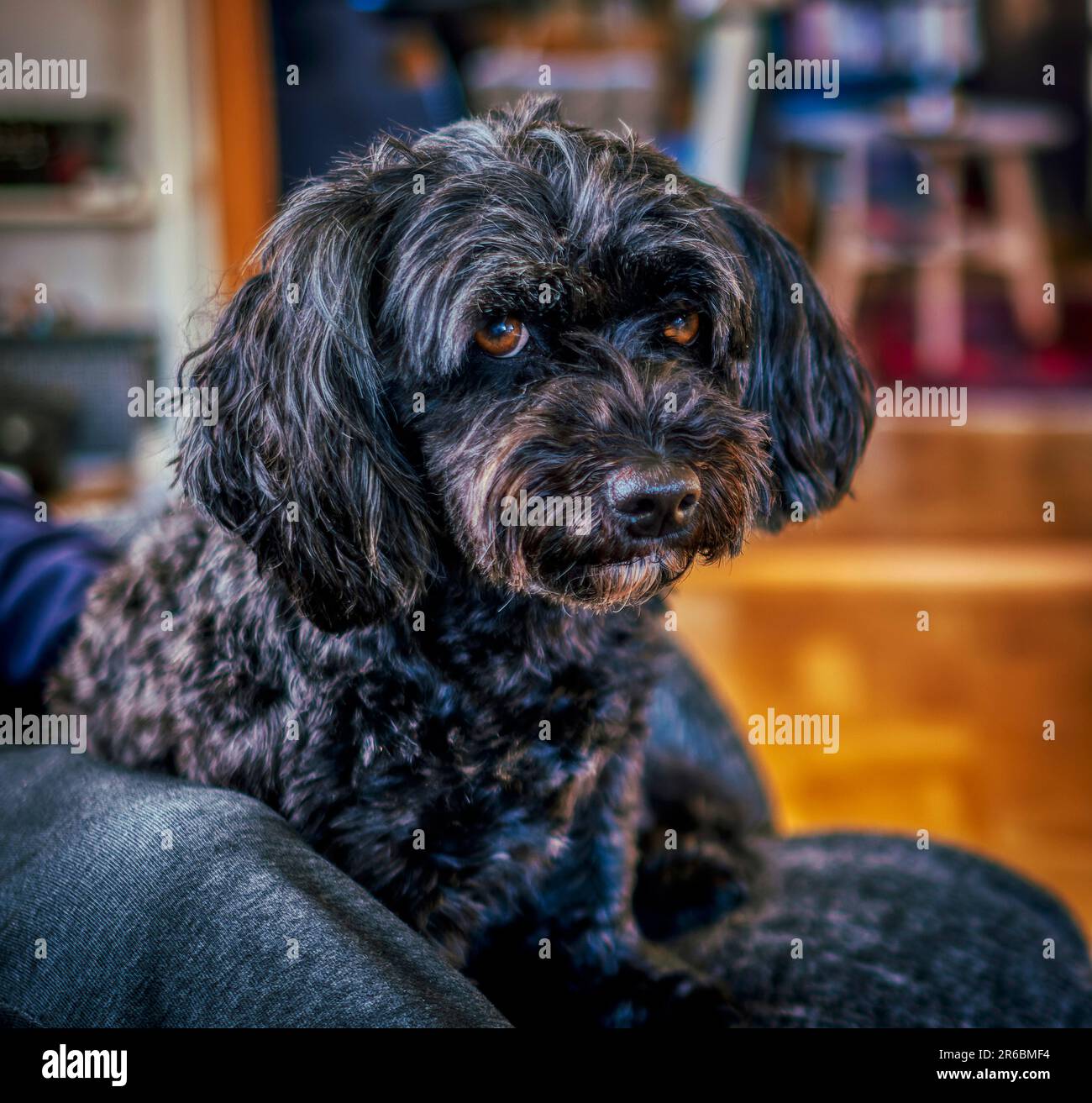 Donna di sei anni Bichon Havanaise Foto Stock