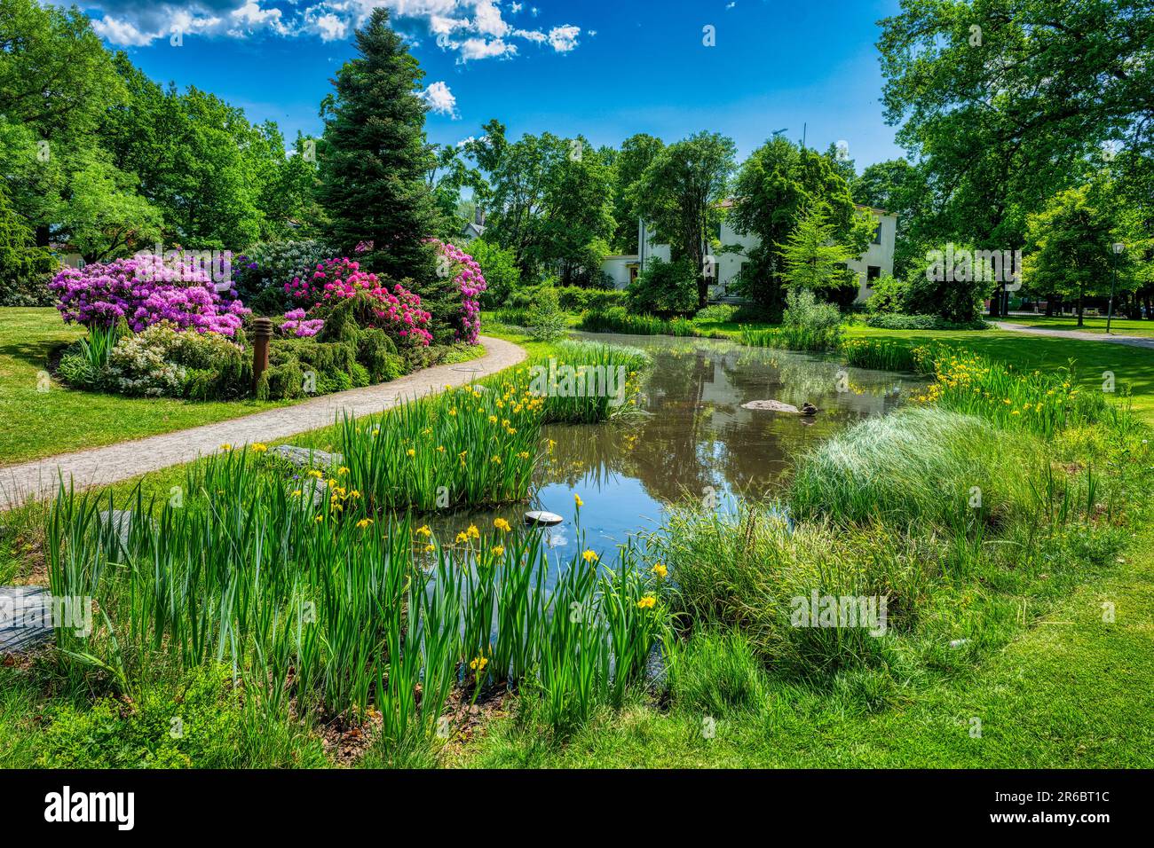 Rododendro fiorente in un parco Foto Stock