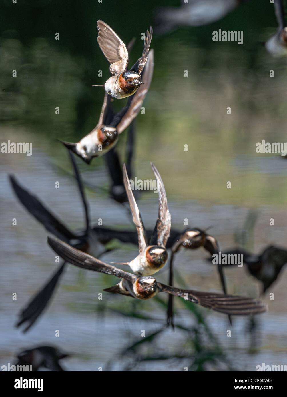 American Cliff Swallows (Petrochelidon pyrhonota) in volo con materiale di nidificazione Foto Stock