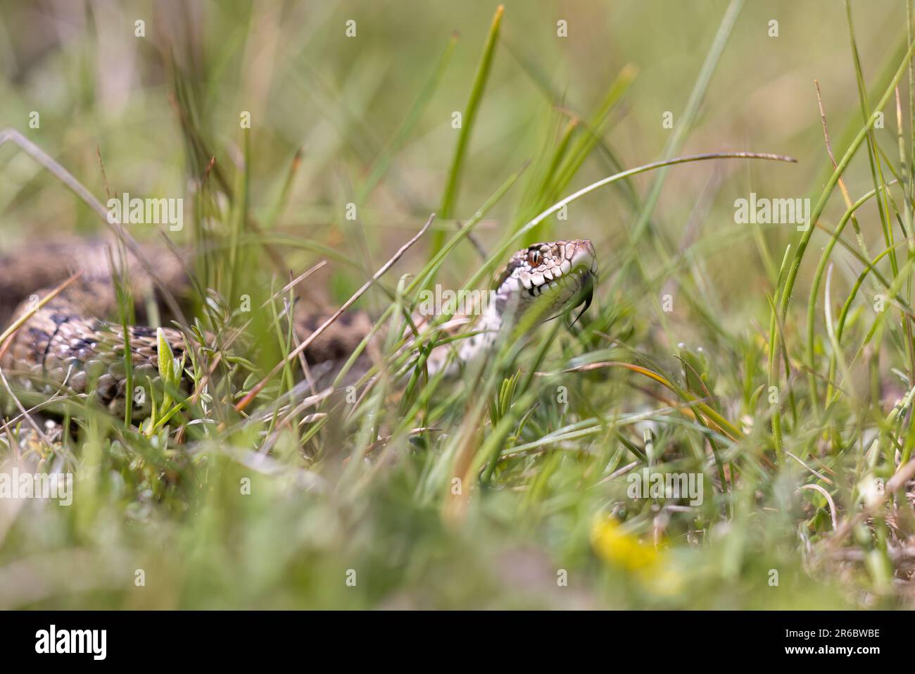 Vista ursinii con il nome comune Meadow viper, Italia, campo Imperatore Foto Stock