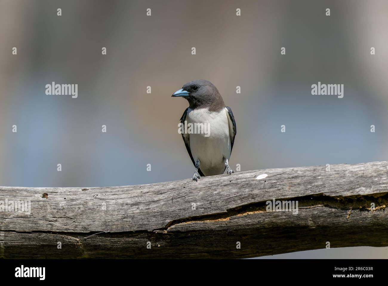 Uno swallow bianco-breasted del legno appollaiato su un ramo rustico del legno. Foto Stock