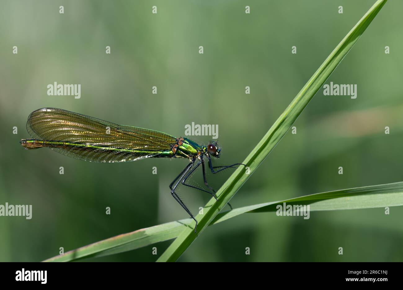 Una demoiselle verde brillante siede su un filo d'erba nell'erba alta. Lo sfondo è verde con spazio per il testo. Foto Stock