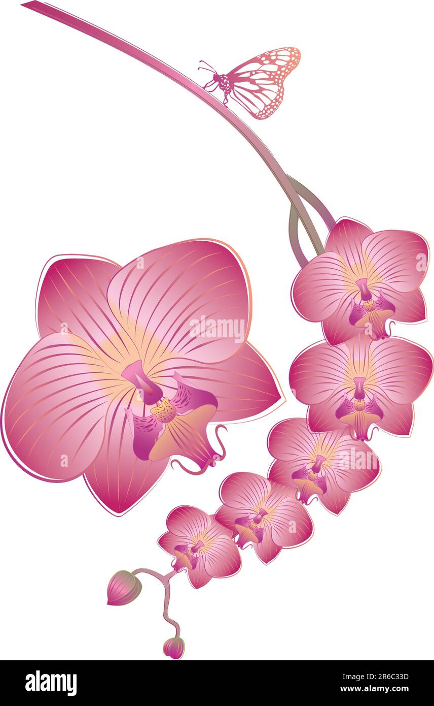 Fiori di orchidee con farfalla, vettore Illustrazione Vettoriale