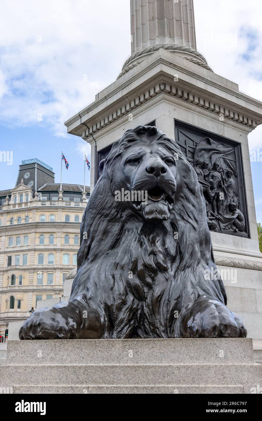 Uno dei quattro leoni di Trafalgar Square, che circonda la colonna di Nelson, è comunemente noto come "Leoni di Landseer" Foto Stock