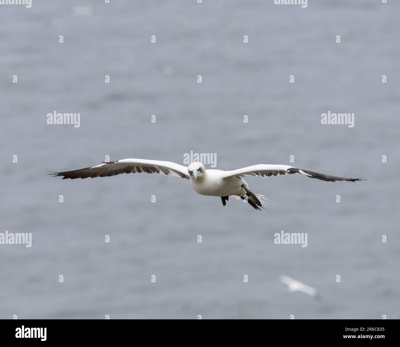 Una gannetta settentrionale si aggira sugli altri nidificanti su un clifftop Foto Stock